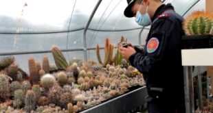 Operazione “Atacama”: sequestrati 1.100 cactus