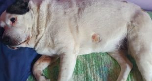 milano cane abbaia sparato