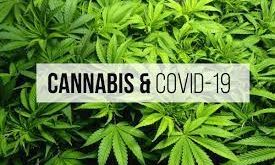 Brasile Covid Cannabis