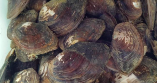 cozze