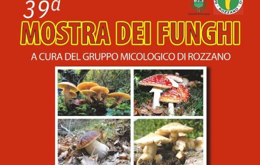 Porcini. funghi